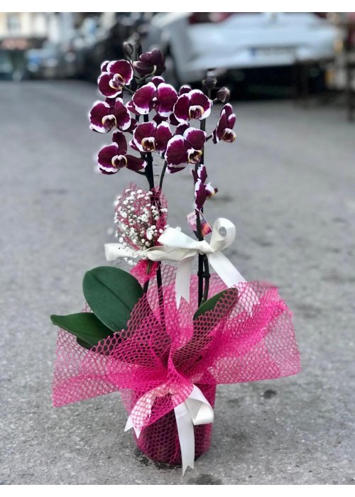 Her orkide özenle seçilir ❤