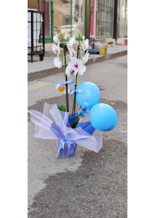 Orkideler gizemi ve merakı kucaklar❤