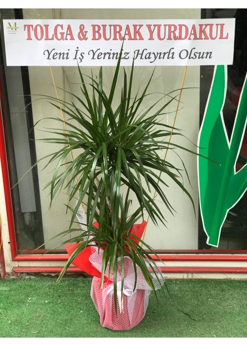 canlı saksımız margirita 