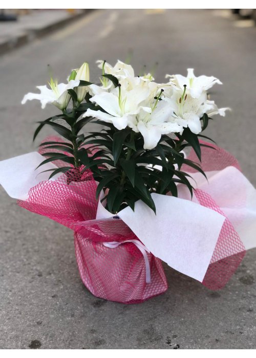 Lilyum çiçeği❤️